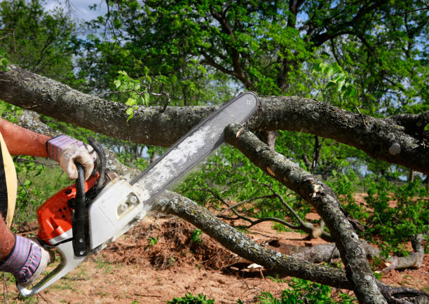 Professional  Tree Services in Littleton, CO